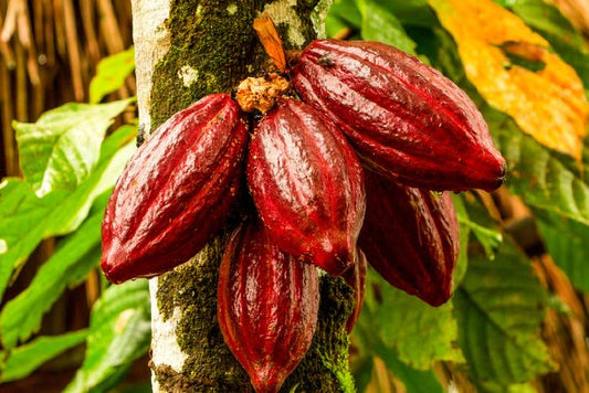cacao ceremonialne