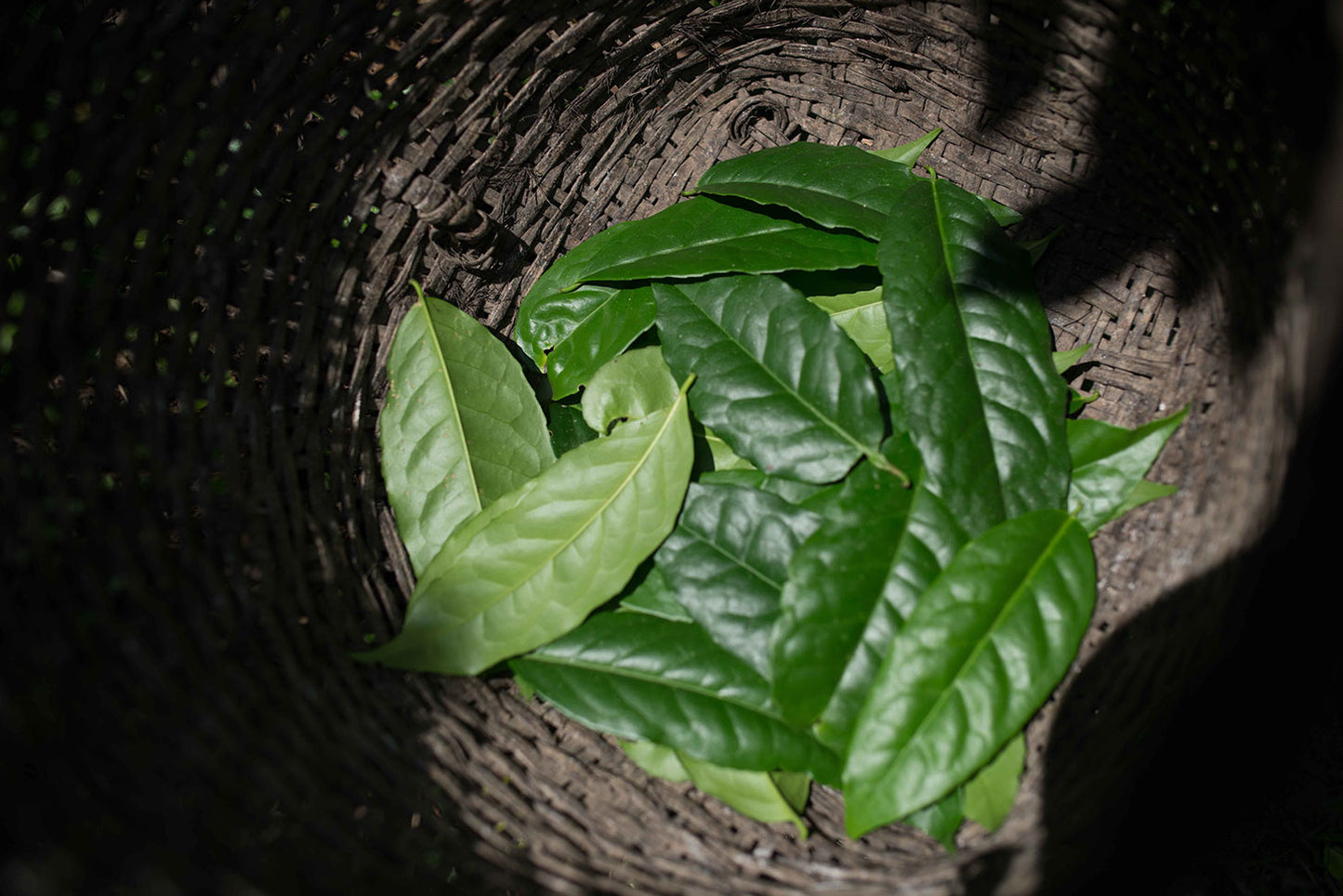 Guayusa