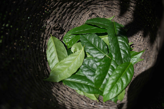 Guayusa